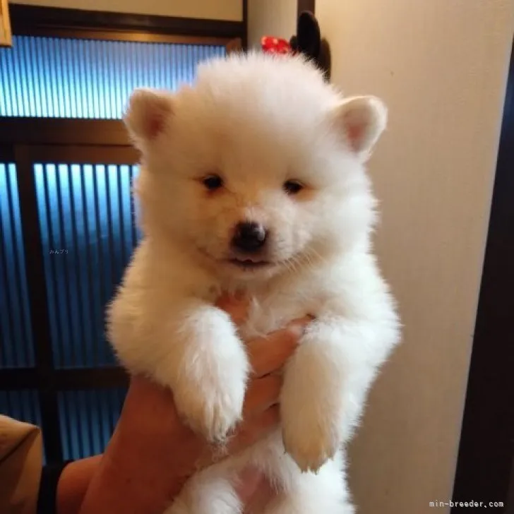 ID：2311-06088の子犬