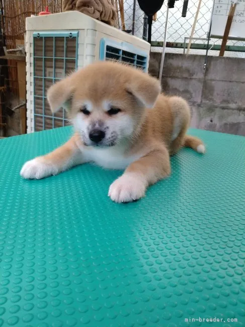 ID:2208-04816の子犬