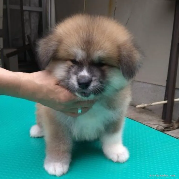 ID：2208-04830の子犬