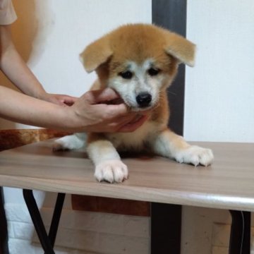 秋田犬【大阪府・男の子・2023年4月30日・赤】の写真「男前です」