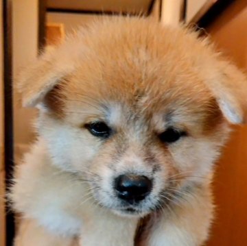 秋田犬【大阪府・女の子・2024年6月3日・赤】の写真「サマーキャンペーン中」