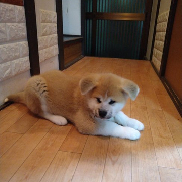 秋田犬【大阪府・男の子・2022年10月25日・赤】の写真「天然記念物秋田犬でございます。
超かわいいです。」