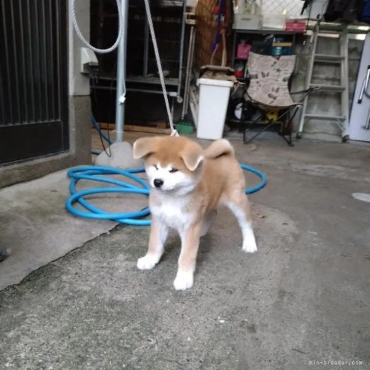 ID：2212-01008の子犬