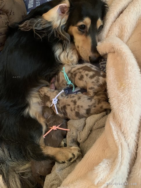 高橋真輝ブリーダー