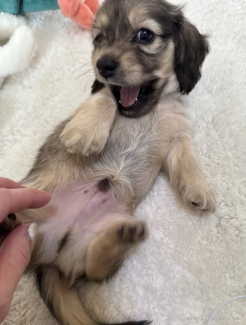 高橋真輝ブリーダーのブログ：元気*.＊