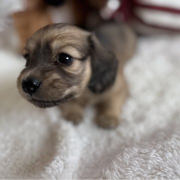 ミニチュアダックスフンド(ロング)【岐阜県・女の子・2025年10月15日・シェーデッドレッド】の写真「可愛い小柄な女の子*.＊」