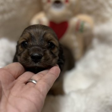 ミニチュアダックスフンド(ロング)【岐阜県・女の子・2025年10月15日・シェーデッドレッド】の写真「可愛すぎる女の子*.＊」