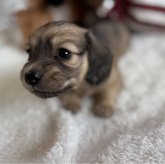 ミニチュアダックスフンド(ロング)