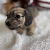 ミニチュアダックスフンド(ロング)