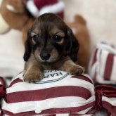 ミニチュアダックスフンド(ロング)