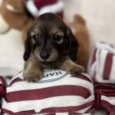 ミニチュアダックスフンド(ロング)【岐阜県・男の子・2025年10月15日・シェーデッドレッド】の写真1「お目目ぱっちり可愛い男の子*.」