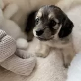 ミニチュアダックスフンド(ロング)【岐阜県・男の子・2025年10月15日・シェーデッドイエロー】の写真1「抜群に可愛い男の子*.＊」