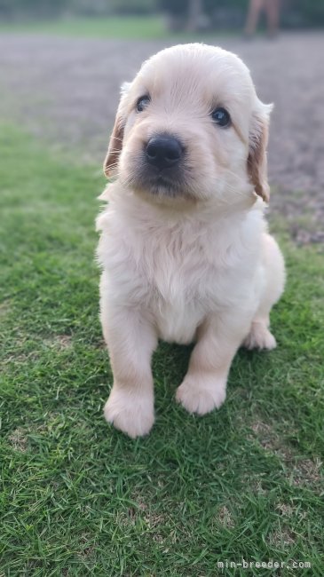 ゴールデンの仔犬です。｜愛甲　秋信(あいこう　あきのぶ)ブリーダー(鹿児島県・ゴールデンレトリバーなど・JKC/KCJ登録)の紹介写真2
