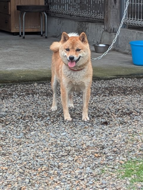 愛甲秋信ブリーダーのブログ：いちごちゃん4匹、生まれました。