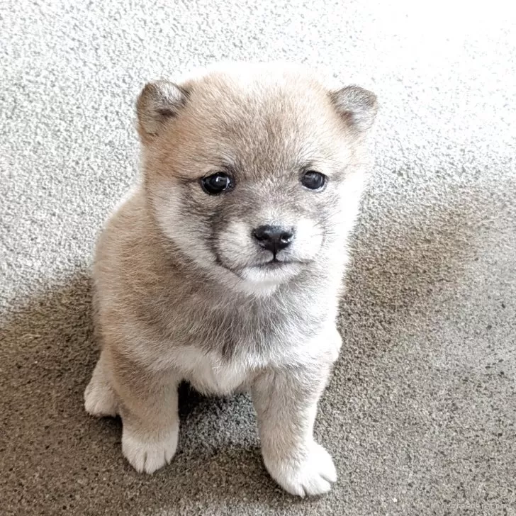 ID:2504-06453の子犬