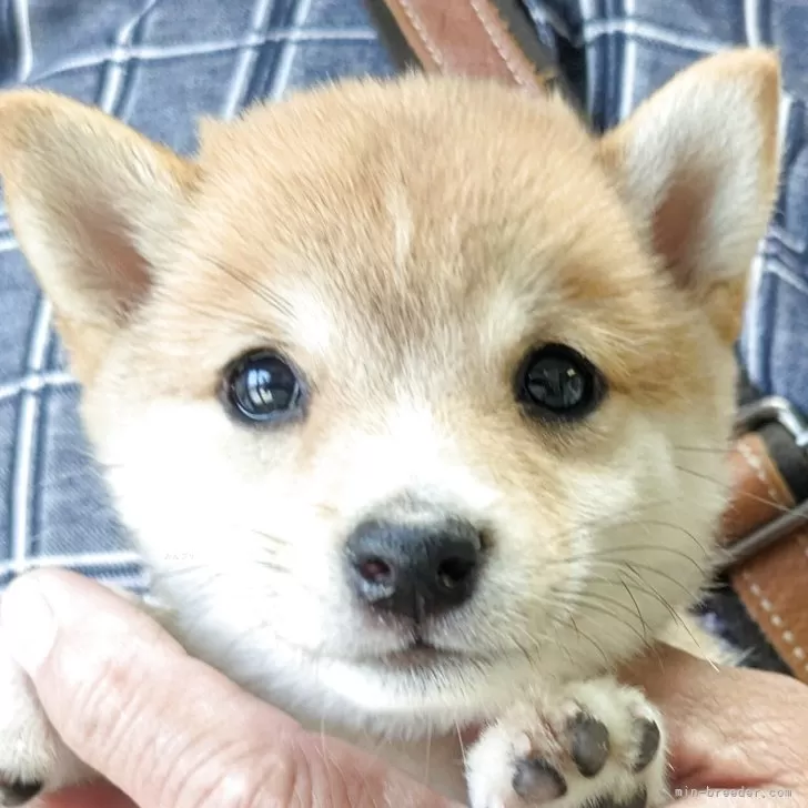 ID：2507-02824の子犬