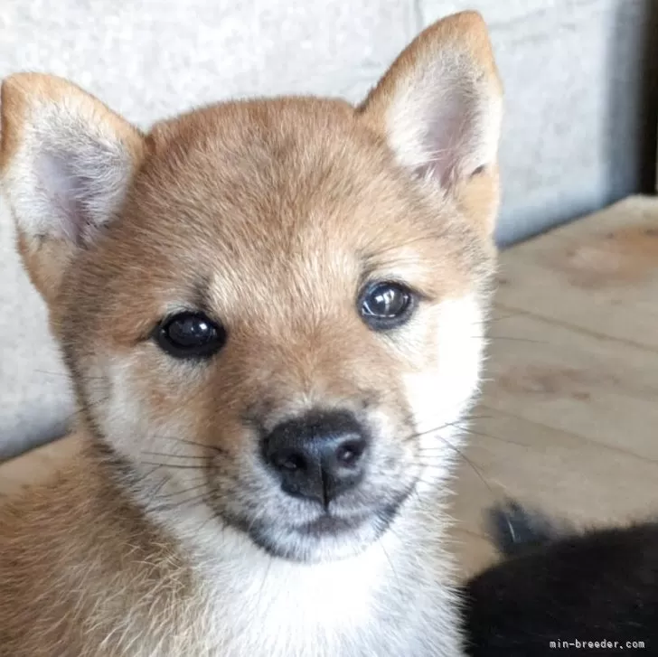ID：2507-02937の子犬
