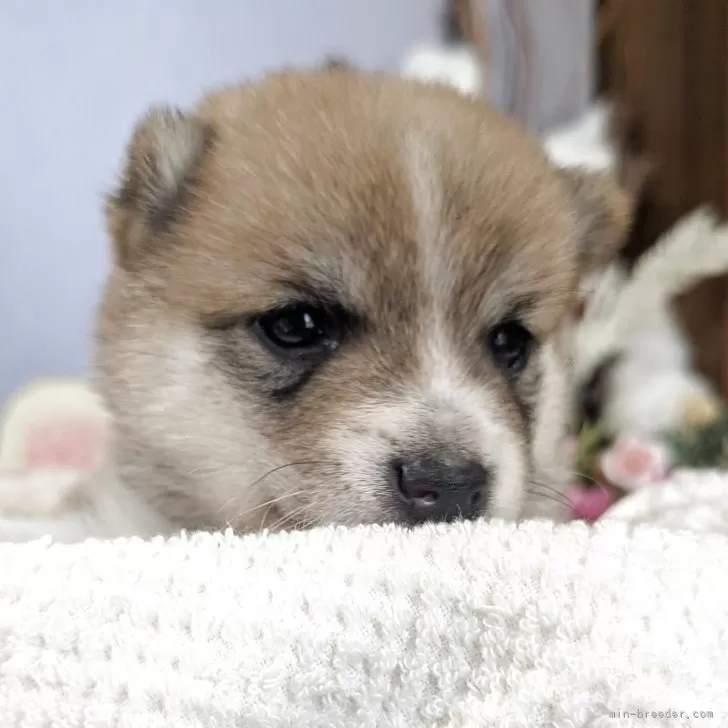 T.A 様のお迎えした子犬