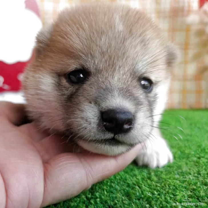 ID：2506-05408の子犬