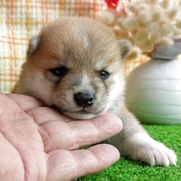 豆柴【鹿児島県・男の子・2025年6月5日・赤色】の写真「赤毛の綺麗な銀河君です❗️」