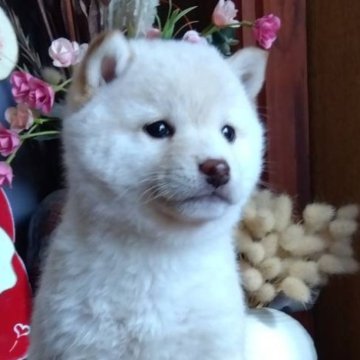 柴犬(豆柴)【鹿児島県・男の子・2024年11月23日・白色】の写真「元気いっぱいの太郎君です❗️」