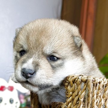 豆柴【鹿児島県・女の子・2025年11月8日・赤色】の写真「目が開き可愛くなってきました❗️」