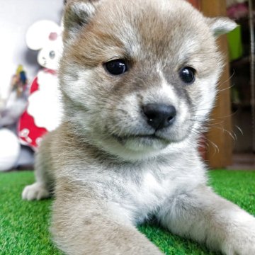 柴犬(豆柴)【鹿児島県・女の子・2025年4月4日・赤色】の写真「綺麗な顔立ちの花ちゃん❗️」