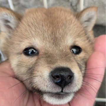 柴犬(豆柴)【鹿児島県・女の子・2024年9月19日・赤色】の写真「可愛い女の子になっています❗️」