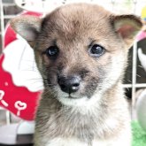 柴犬(豆柴)