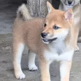 豆柴