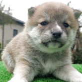 柴犬