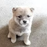 豆柴