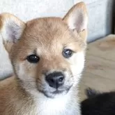 豆柴