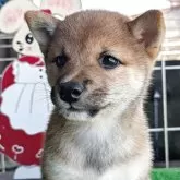 豆柴