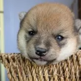 豆柴【鹿児島県・女の子・2025年11月8日・赤色】の写真1「お母さんの母乳をいっぱい飲んで順調に育っています❗️」