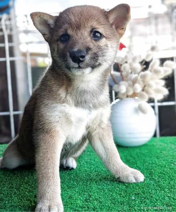 豆柴ちゃん様　取り寄せ専用　4月31日まで 豆柴 】ミニマムサイズの豆ちゃん4ヶ月の成長 | マルワンBLOG