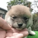 豆柴【鹿児島県・女の子・2025年4月4日・赤色】の写真2「大分、顔に黒い毛が取れてきました。」