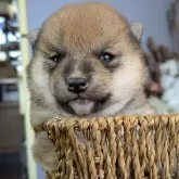 豆柴【鹿児島県・女の子・2025年11月8日・赤色】の写真3「家族になってくださる、お客様をお待ちしています😊」