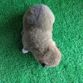 豆柴【鹿児島県・男の子・2025年6月5日・赤色】の写真3「ボディカラーです❗️」