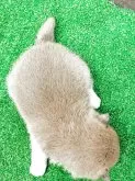 豆柴【鹿児島県・女の子・2025年4月4日・赤色】の写真3「ボディカラーです❗️」