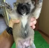 豆柴【鹿児島県・女の子・2025年6月25日・赤色】の写真3「お腹のカラーです❗️」