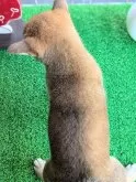 豆柴【鹿児島県・女の子・2025年6月25日・赤色】の写真4「背中の黒い毛は赤毛に変わって行きます❗️」