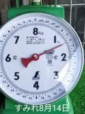 豆柴【鹿児島県・女の子・2025年6月25日・赤色】の写真5「生後50日で体重が1460gです❗️」