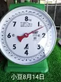 豆柴【鹿児島県・女の子・2025年6月25日・赤色】の写真6「生後50日で体重は1400gに成りました。」