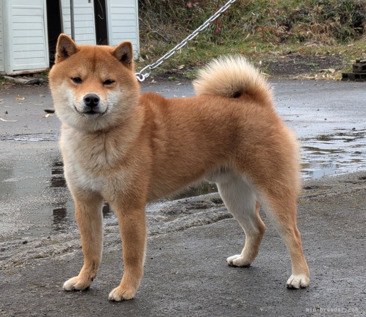 柴犬(標準サイズ)【・男の子・2024年2月5日・赤】「コールネームはマロ君です。」