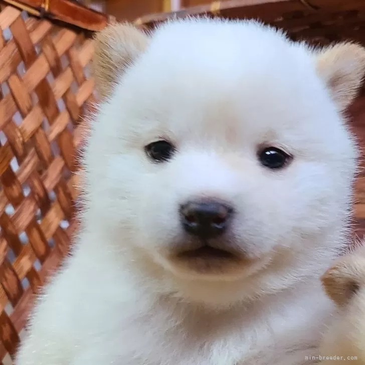 ID:2401-00622の子犬
