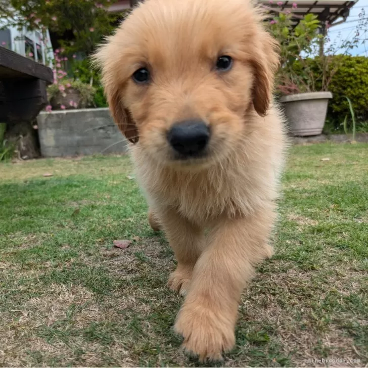 ID:2409-02698の子犬