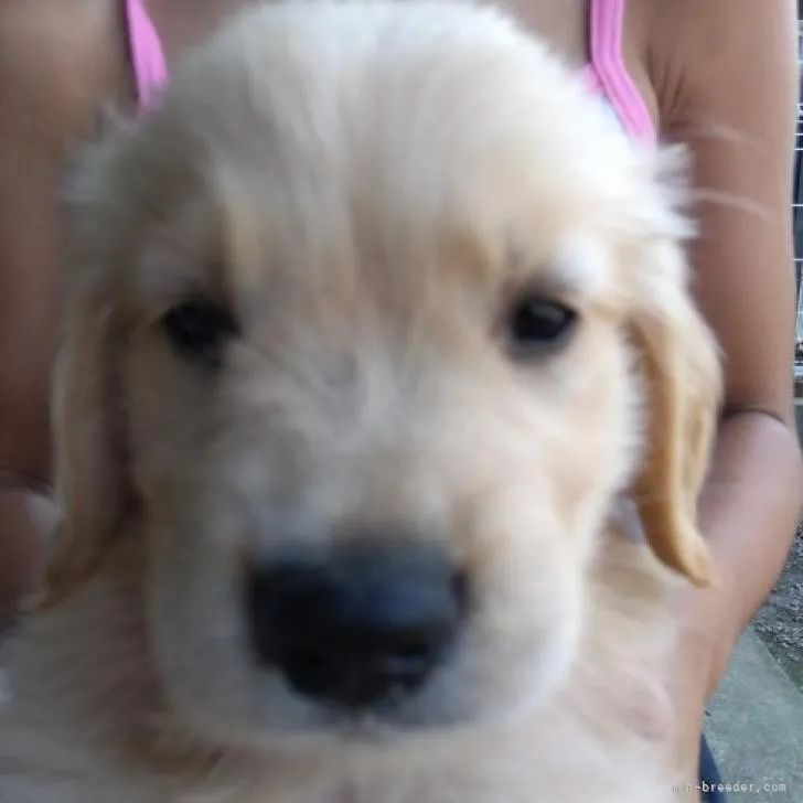 ID：2208-04172の子犬