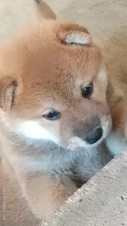 ID：2108-02353の子犬