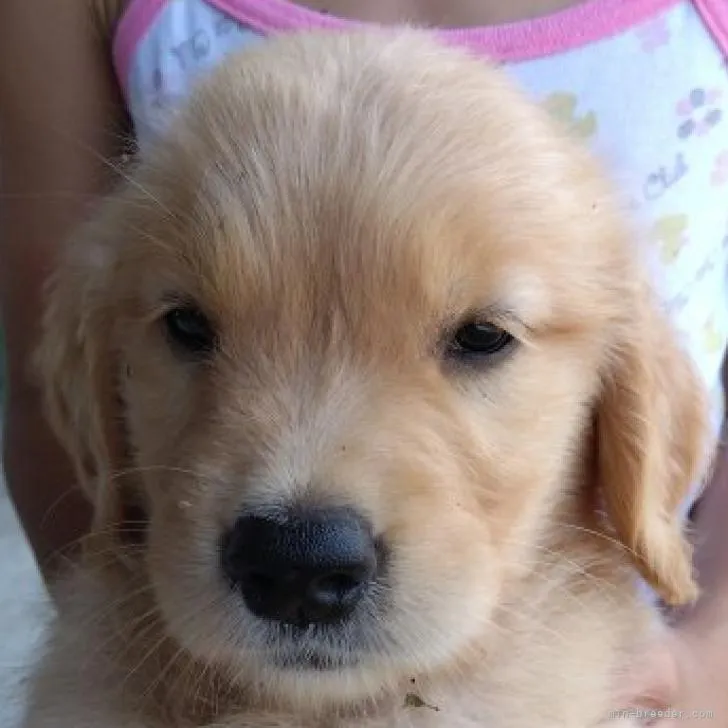 ID:2208-04163の子犬